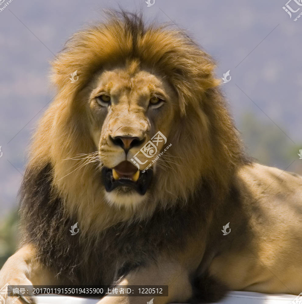 獅子