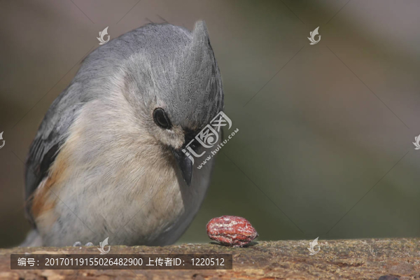 饑餓的簇山雀（baeolophus,bicolor）