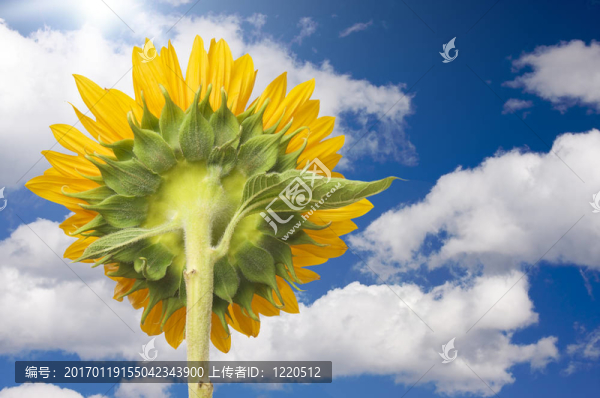 向日葵吸收太陽