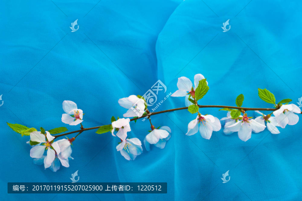 櫻桃枝
