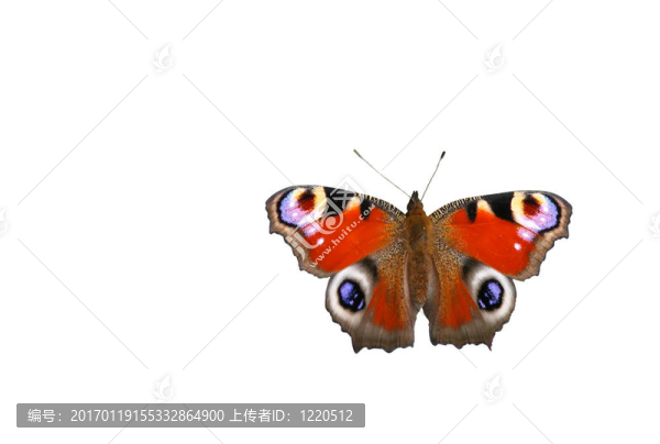 蝴蝶