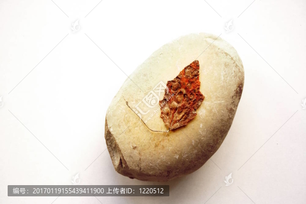 葉在石頭上
