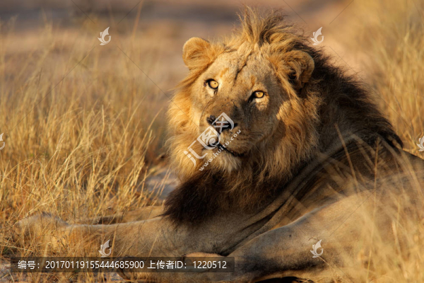 大非洲獅