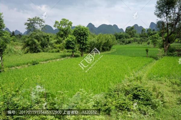 中國的稻田