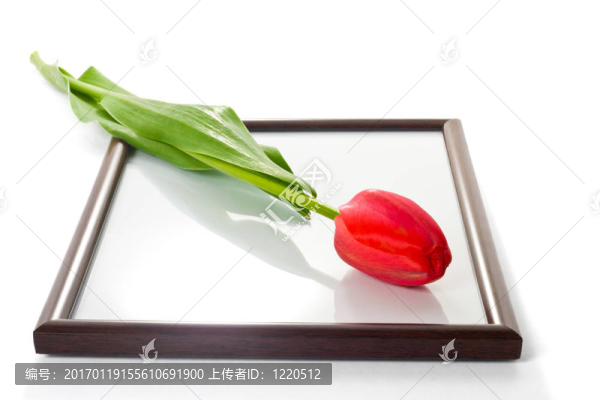 郁金香和相框