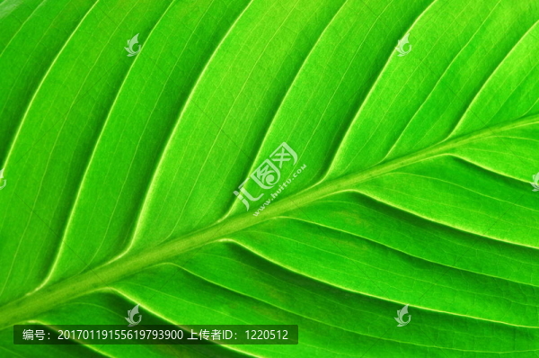 葉片結(jié)構(gòu)