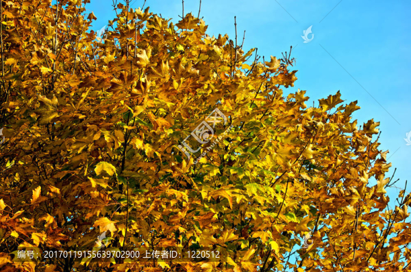 秋天的樹