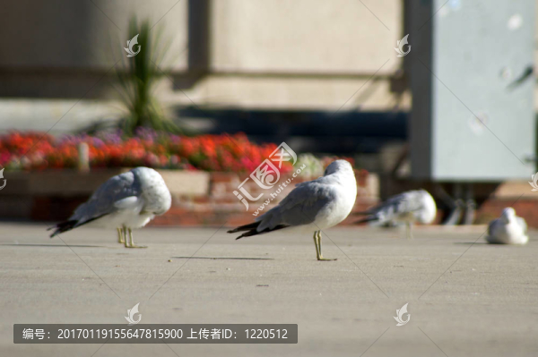 城市的海鷗