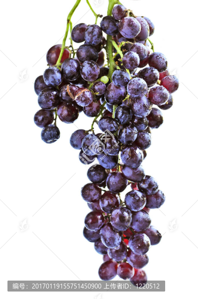 紅葡萄