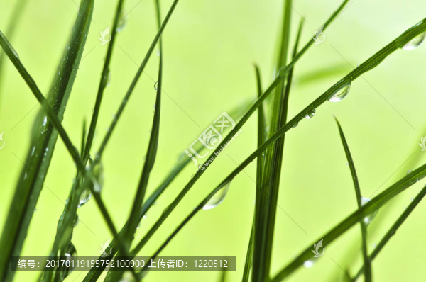 草綠色的背景