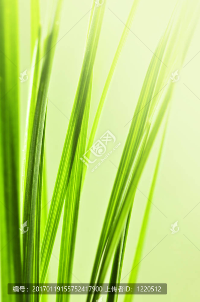 草綠色的背景