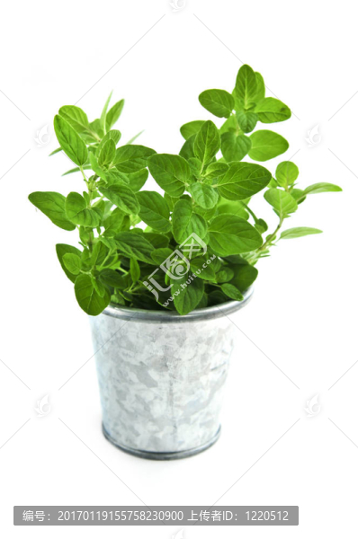 新鮮的草本植物牛至-匯圖網(wǎng) www.fosd68.com 新鮮的草本植物牛至