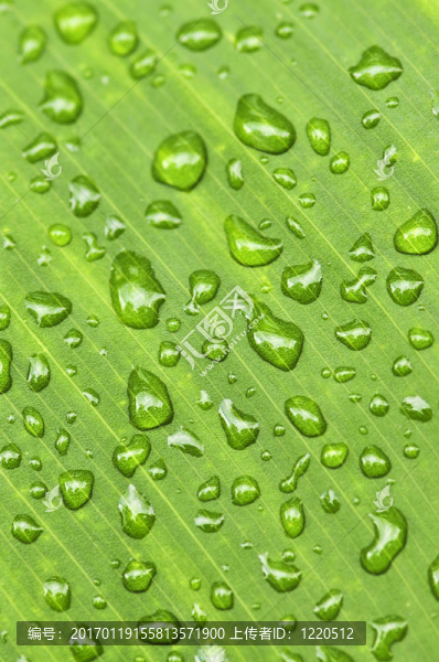雨滴綠葉背景