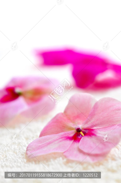 豪華毛巾上的溫柔花