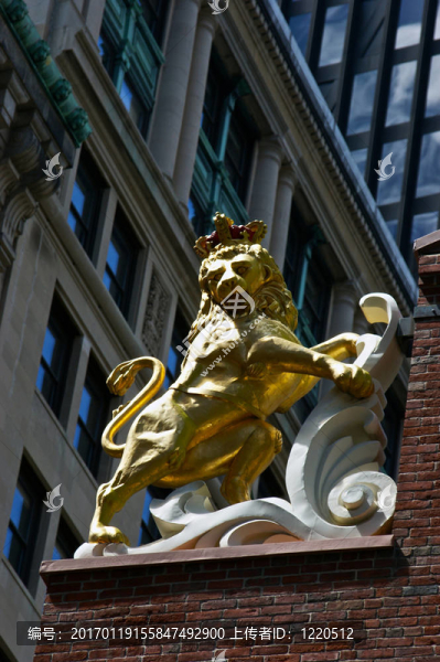 獅子-匯圖網(wǎng) www.fosd68.com 獅子