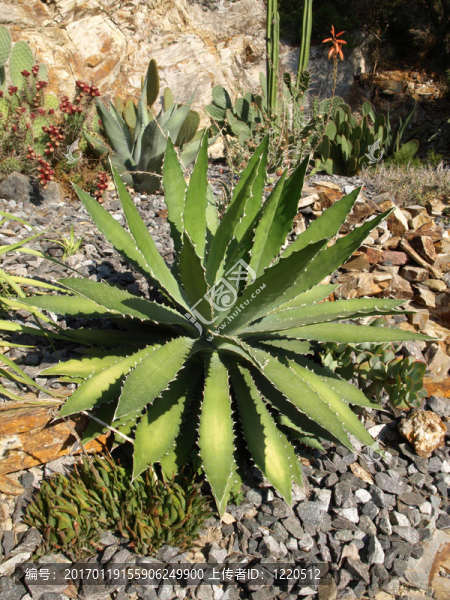 蘆薈植物