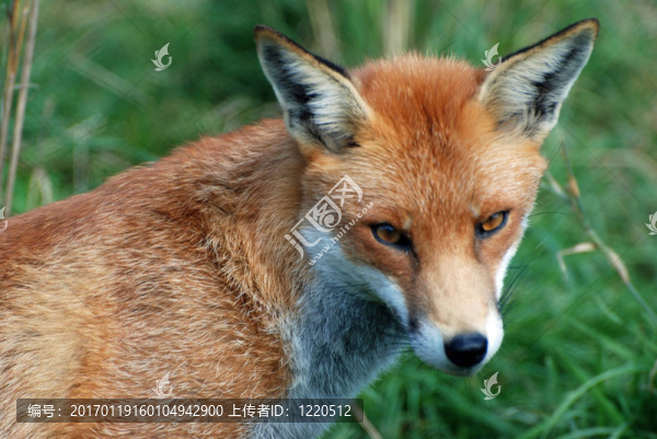 常見(jiàn)的Red,Fox