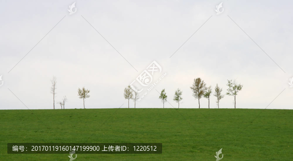 春季綠化帶樹(shù)木