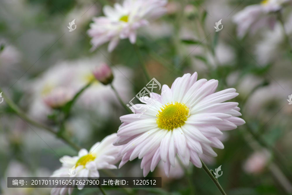 花園里的花兒