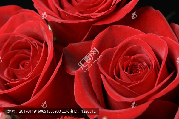 紅色的玫瑰