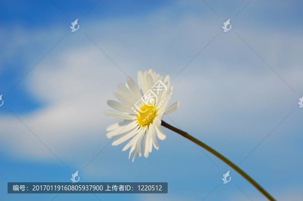 藍天下的菊花