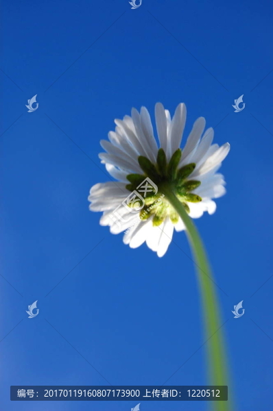 藍色天空下的菊花