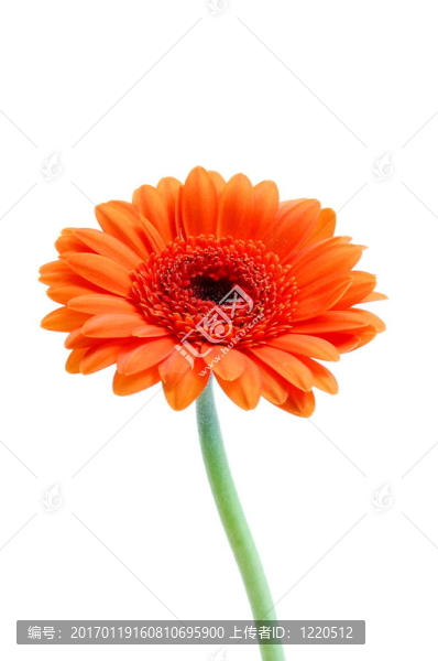白色孤立花