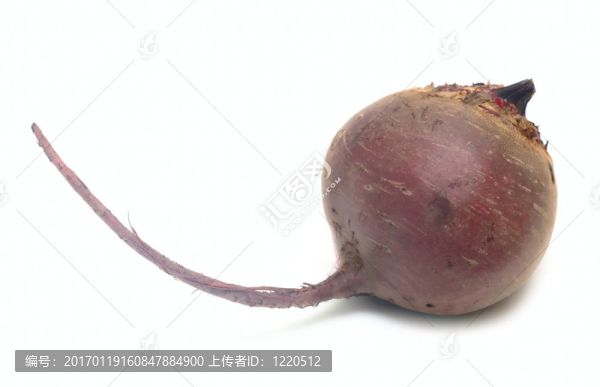 白甜菜上的植物-匯圖網(wǎng) www.fosd68.com 白甜菜上的植物