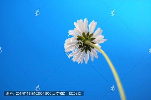 藍(lán)天下的beliw夏菊花