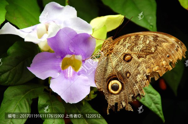 褐色的蝴蝶