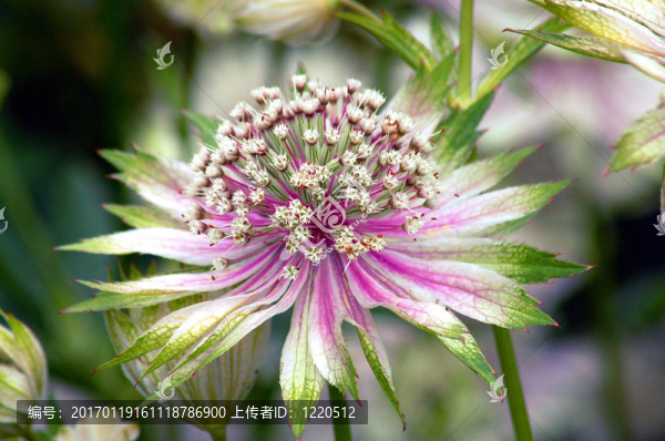 紫色的野花