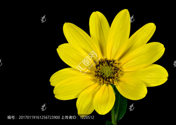 黃色的雛菊