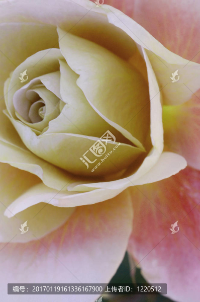 玫瑰的花