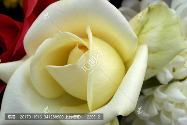 白玫瑰的花
