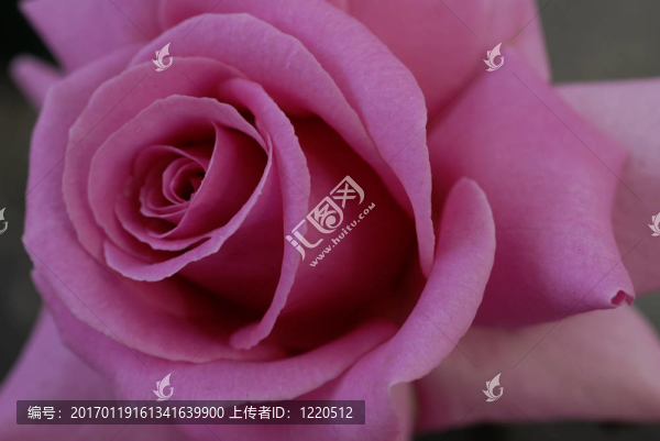 粉紅色的玫瑰花