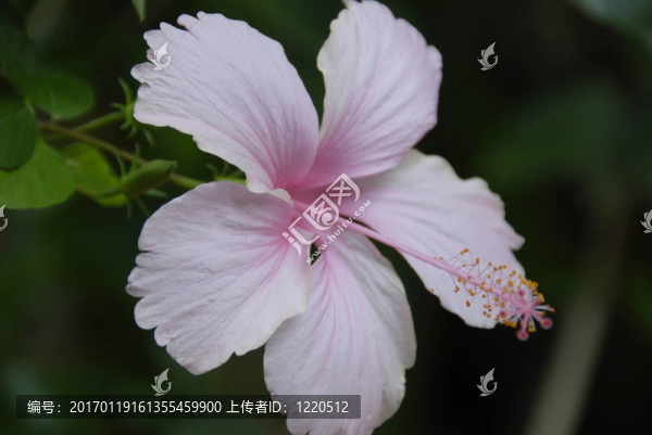 粉紅色的芙蓉花