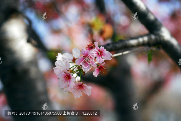 三月櫻花盛開