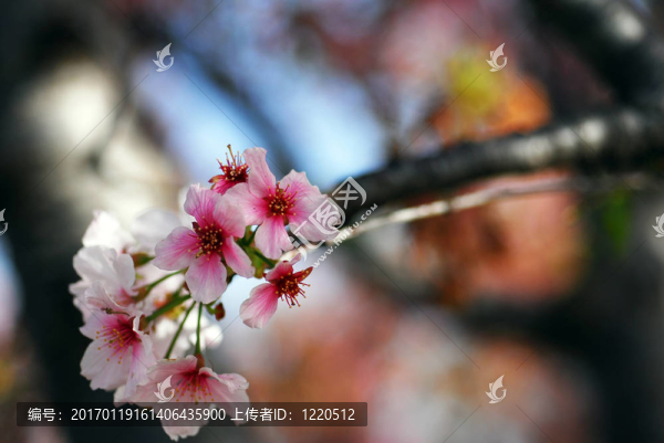 三月櫻花盛開