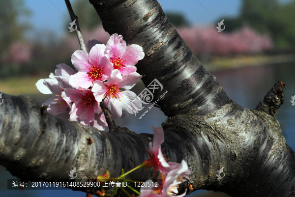 三月櫻花盛開(kāi)