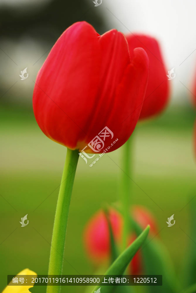 紅色郁金香花