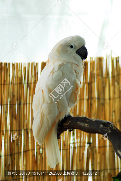 Parrot白色金剛鸚鵡棲息