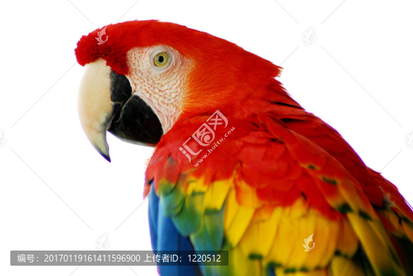 紅金剛鸚鵡鳥