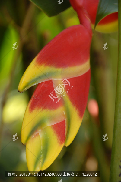 蝎尾蕉的龍蝦爪橙黃Flower,Blooming