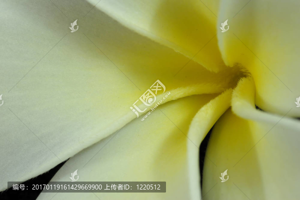 素馨花