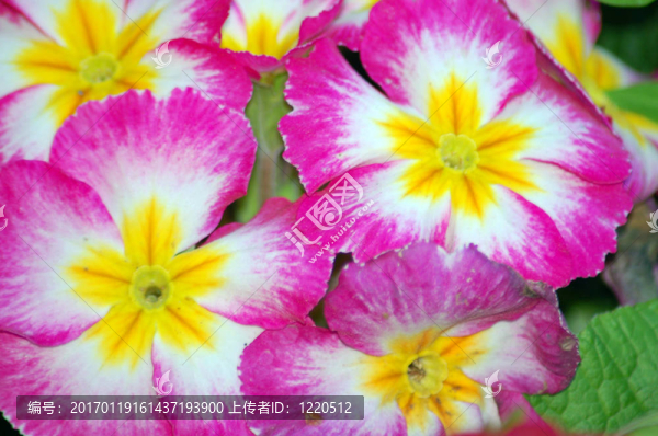 花園福祿考花