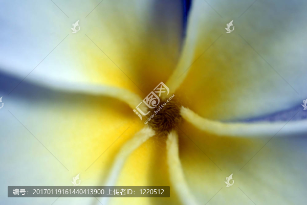 素馨花