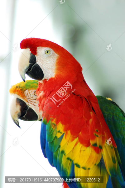 紅金剛鸚鵡鳥夫婦