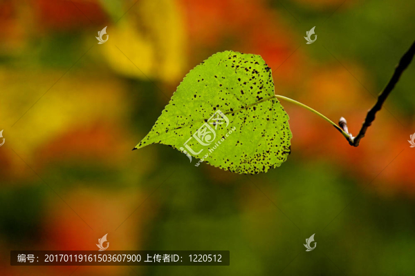 秋天的樹葉