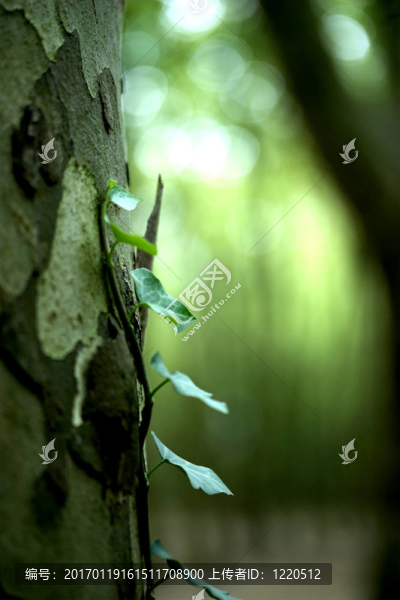 綠色植物