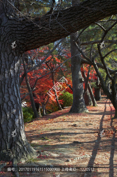 在公園的小路